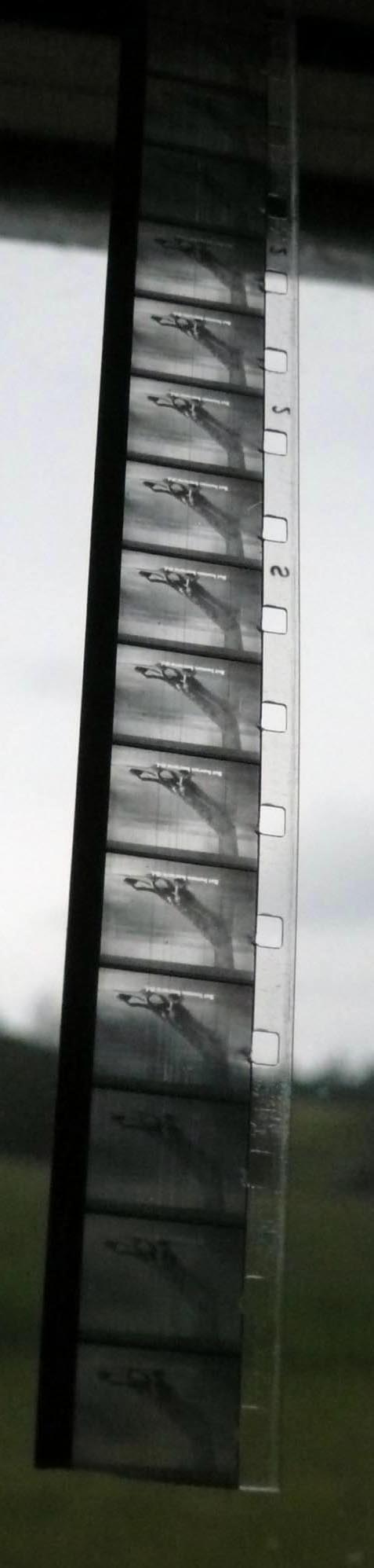 M 1981 11 02 sternodokz 017